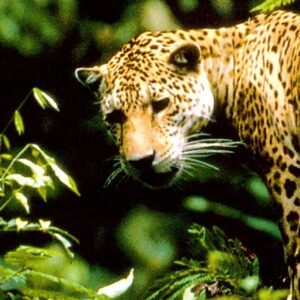 Manu Parque Nacional 4 Días